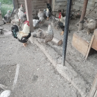 яйца от катунски кокошки, снимка 8 - Кокошки и пуйки - 44581979