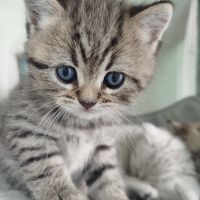 Прекрасни британски котета , снимка 4 - Британска късокосместа - 45712114