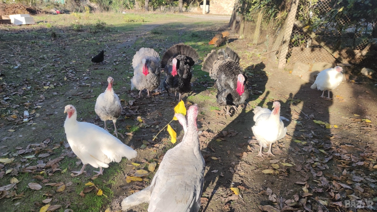 Мисирки, снимка 1