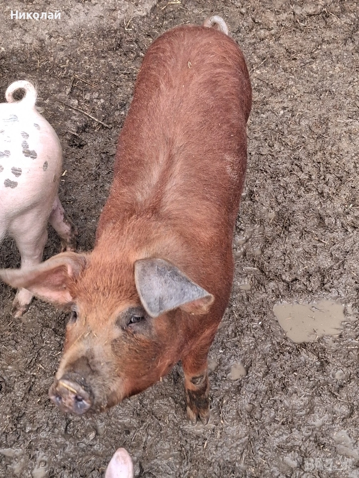 прасенца от 20 до 60 кг , снимка 1