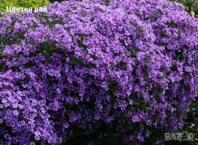 Алпийски флокс 4 цвята , снимка 1