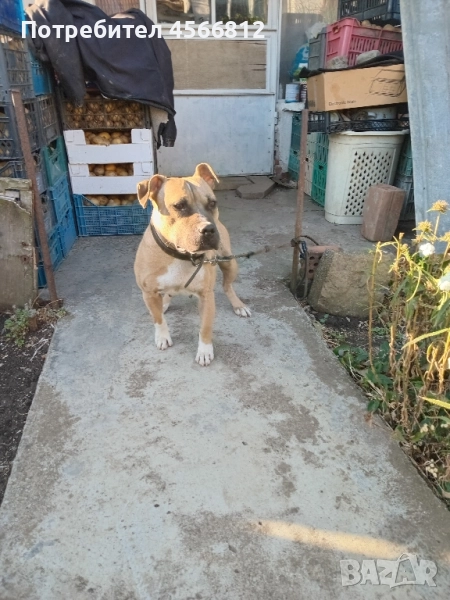 Пясъчна Пидбука, снимка 1