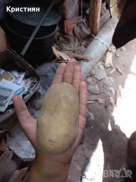 Картофи, снимка 1