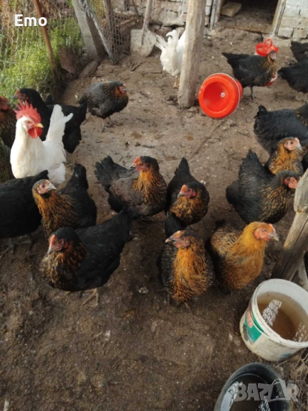 кокошки, снимка 1