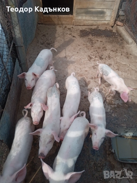 Продавам свиня с прасенца!, снимка 1