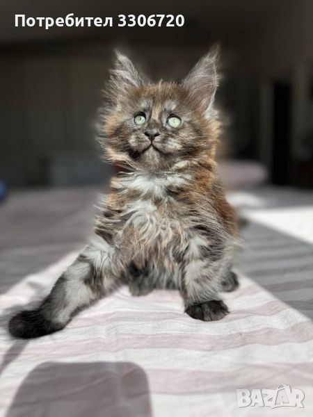 Maine coon коте , снимка 1