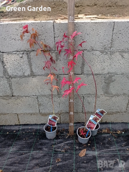Acer японски клен , снимка 1