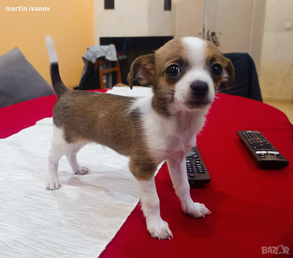 Чихуахуа, снимка 1