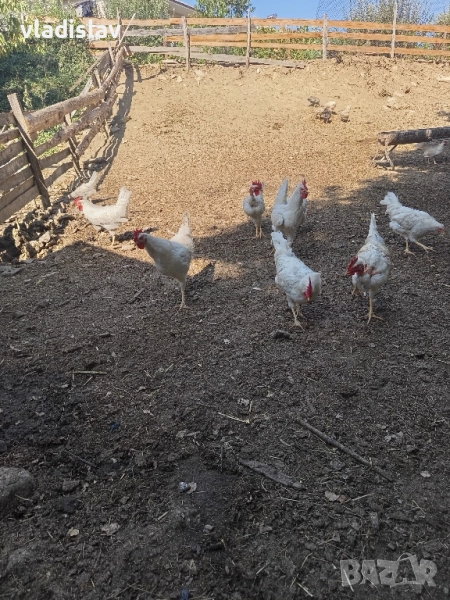 свободни работещи петлета, снимка 1