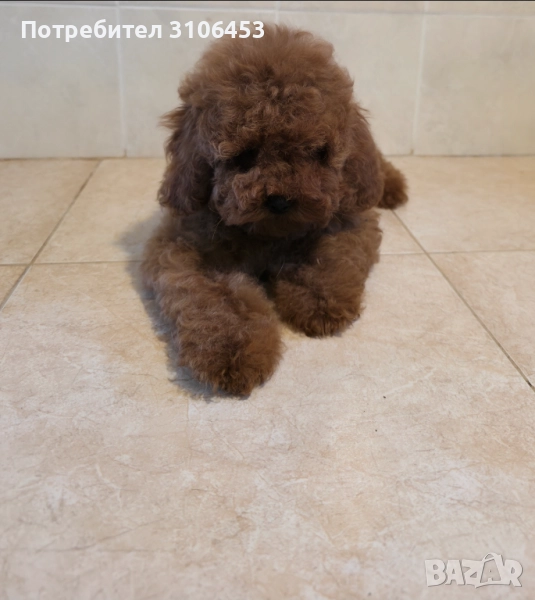 Пудел - poodle - женско, снимка 1