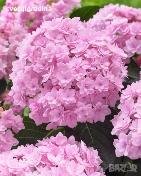 Hydrangea macr. "Romance"(Хидрангеа Романс), снимка 1