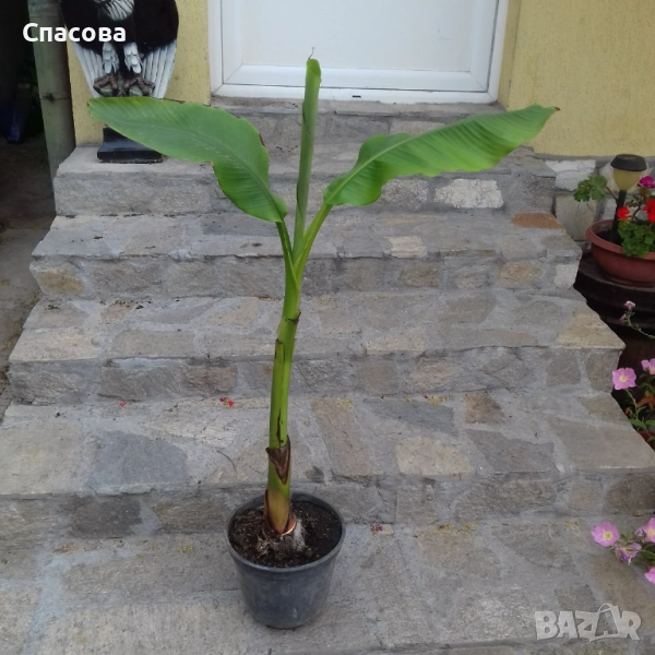 Студоустойчив банан /Бананова палма/ - различни размери, снимка 1