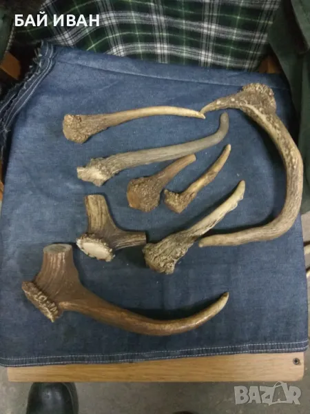 РОГА , снимка 1