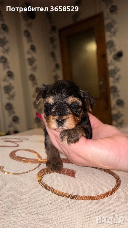 Йоркширски териер, снимка 1