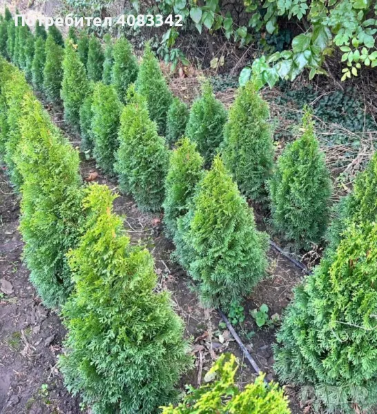 Туя Смарагд, снимка 1