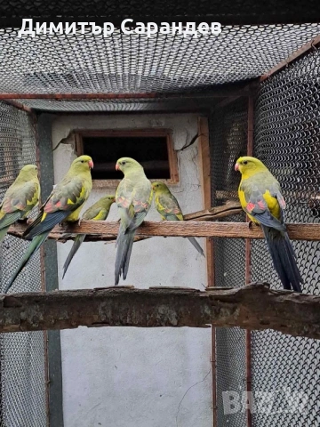Продавам Планински папагали