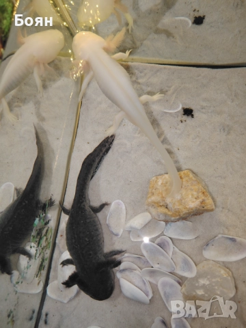 Аквариум 40 и две Амбистоми, снимка 2 - Аквариуми - 52589315