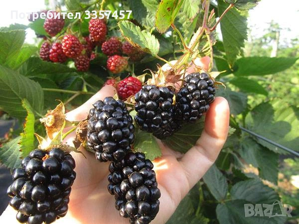 Продавам разсад къпина без бодли сорт Навахо