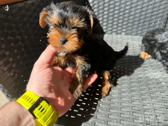 Йоркширски териери актуални от 27.3.2026, снимка 2 - Йоркширски териер - 53886772