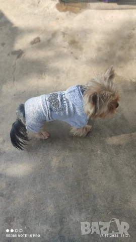 Йоркширски териер , снимка 6 - Йоркширски териер - 50828289