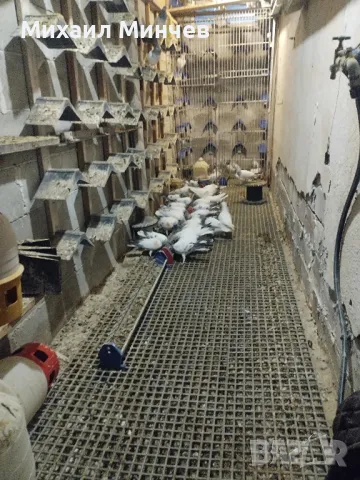 Продавам Унгарски високолетачи (Бързаци)., снимка 4 - Гълъби - 45586136