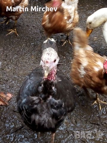 пуешки яйца, снимка 4 - Кокошки и пуйки - 45541546