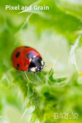 Tamron AF 60mm f2 SP Di II Macro EF-S обектив Канон, снимка 8 - Обективи и филтри - 54148050