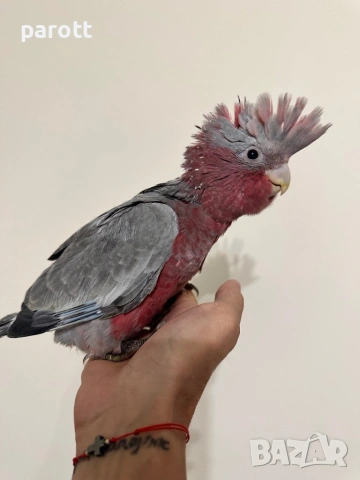 Ръчно хранено Розово Какаду