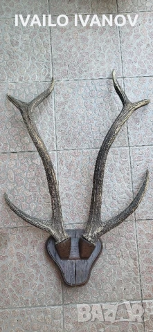 Рога големи от елен трофей  , снимка 3 - Колекции - 51047090