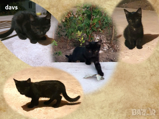 Черна котка на 6 месеца търси дом, снимка 13 - Други - 53116660