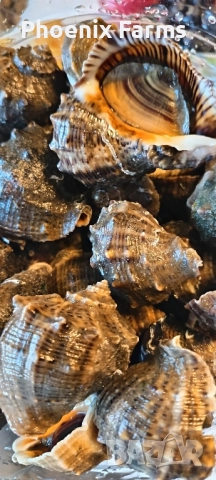 Пресни Рапани, Шипки, Билков Мед, пелин, снимка 18 - Домашни продукти - 51942912