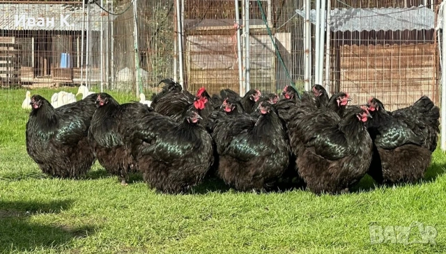 Продавам черен Орпингтон. , снимка 17 - Кокошки и пуйки - 53829349