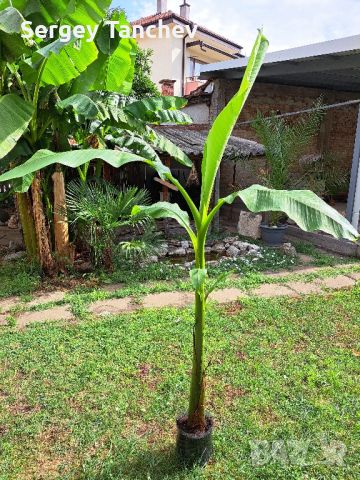 Бананови палми и др, снимка 11 - Градински цветя и растения - 44004050