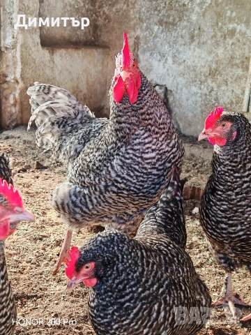 Разплодни яйца от Мехелен, снимка 8 - Кокошки и пуйки - 52938556