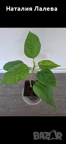 Червен кичест хибискус, китайска роза, red hibiscus, снимка 2 - Стайни растения - 53885350