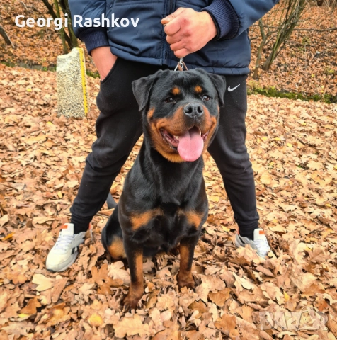 Ротвайлери , снимка 17 - Ротвайлер - 52298947