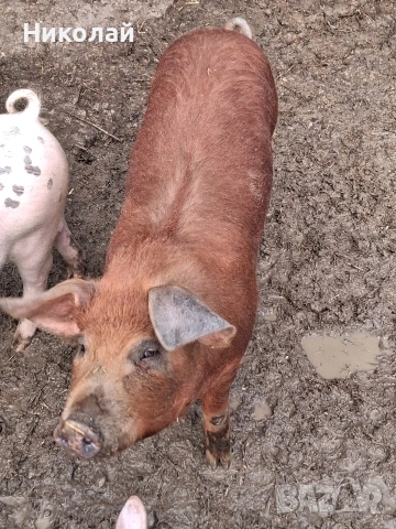 прасенца от 20 до 60 кг 