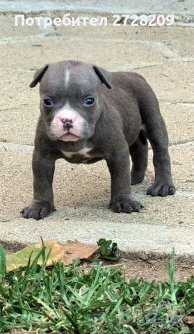 Американско Були Покет/ American Bully Pocket, снимка 2 - Питбул - 51488455