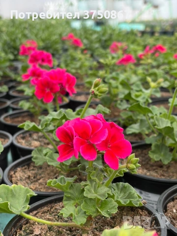 🩷🌿🌸 Мушкато Calliope® M Red Splash, снимка 2 - Градински цветя и растения - 54225696