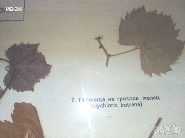 "Вредители по лозите" - ДСП "Учтехпром" - София, снимка 9 - Антикварни и старинни предмети - 46590855