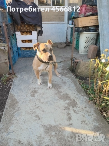 Пясъчна Пидбука