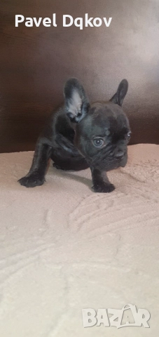 Френски булдог/Френски булдочета, снимка 5 - Френски булдог - 52546110