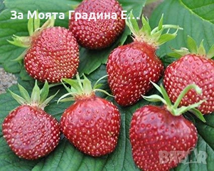 Ягода /Череша - Чери бери