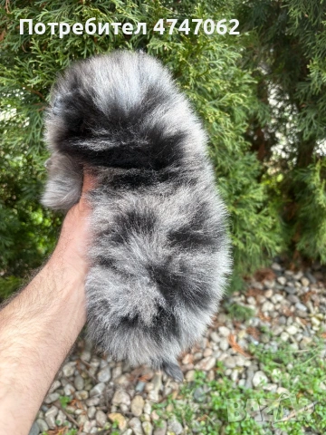 Померан момче, снимка 5 - Померан - 53923761