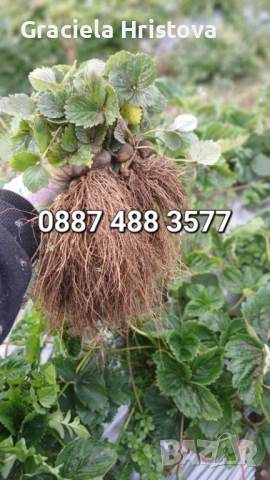 Продавам качествен разсад ягоди 