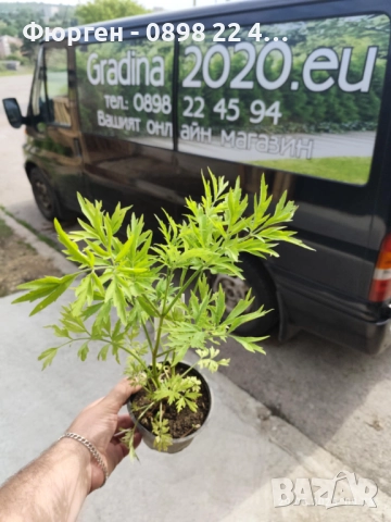 ЧЕРЕН БЪЗ GOLDEN TOWER - ЗЛАТНА КУЛА, снимка 6 - Разсади - 51938768