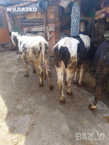 женски телета , снимка 4 - Крави - 53981729