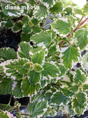 Плектрантус, за висящи кошници!!, снимка 1