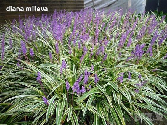 Лириопе Мускари, Liriope muscari 'Variegata', снимка 5 - Градински цветя и растения - 46311691