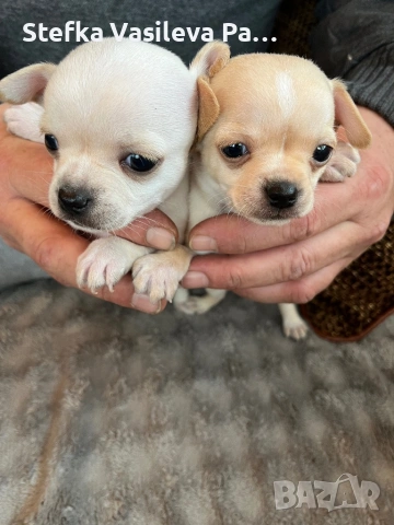 Продавам чихита, снимка 2 - Чихуахуа - 53588723